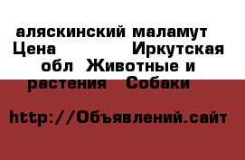 аляскинский маламут › Цена ­ 10 000 - Иркутская обл. Животные и растения » Собаки   
